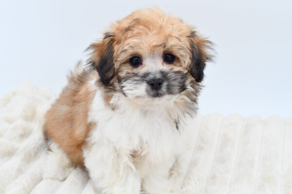 [#253580-01]  - Red / White M Teddy Bear Puppies for Sale