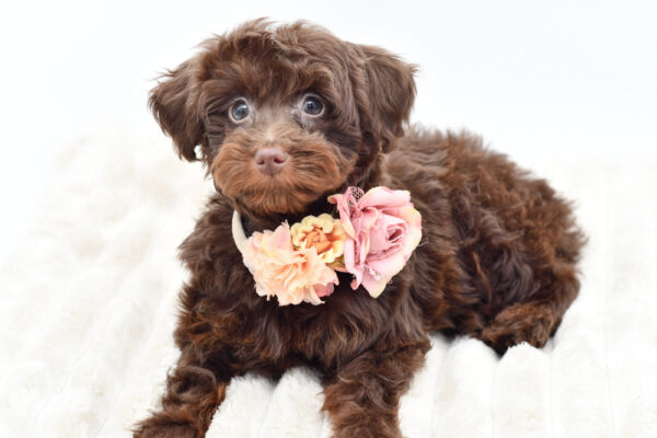[#253659-10]  - Chocolate F Bernedoodle Mini 2nd Gen Puppies for Sale