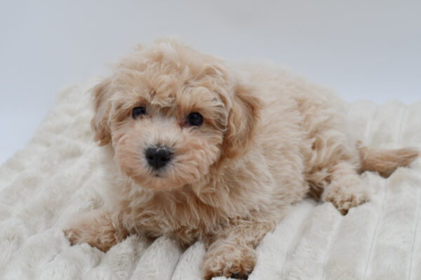 [#253683-05]  - Apricot M Bichapoo Puppies for Sale