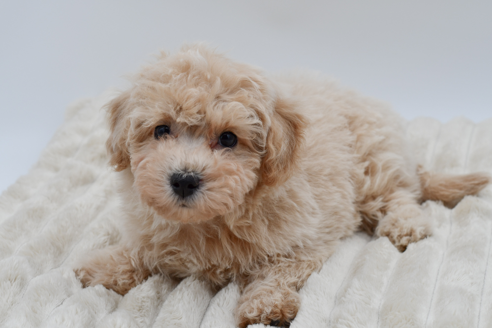 Bichapoo (M) 39785