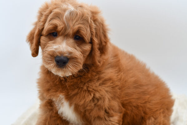 [#253693-02]  - Red M Goldendoodle Mini Puppies for Sale