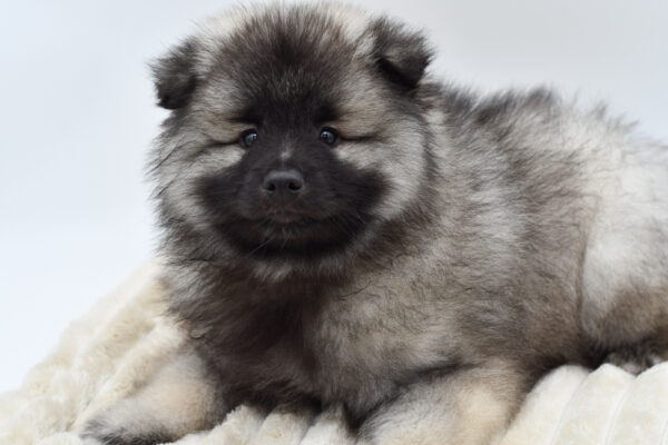 [#253759-04]  - Gray Silver / Black M Keeshond Puppies for Sale