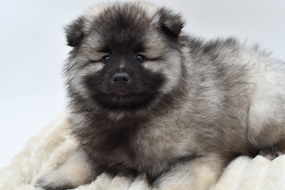 Keeshond (M) 39787