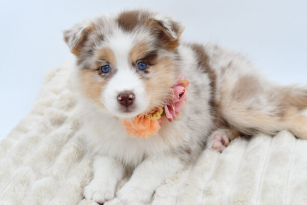 [#253812-04]  - Red Merle F Pomsky 2nd Gen Puppies for Sale