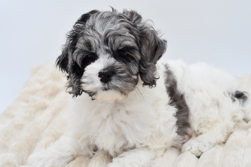 Cockapoo (M) 39790