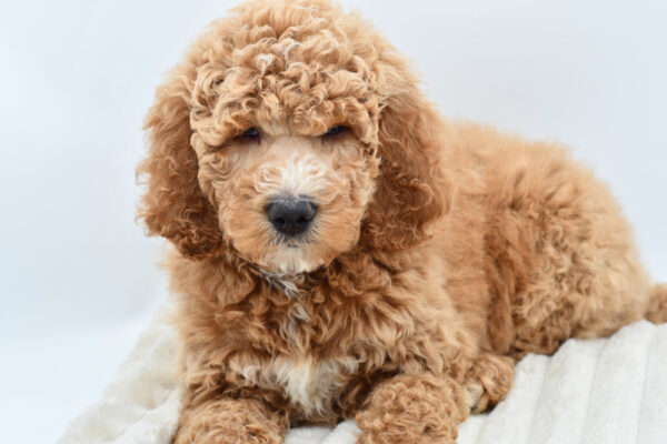 [#2674-01]  - Golden M Goldendoodle 2nd Gen Puppies for Sale
