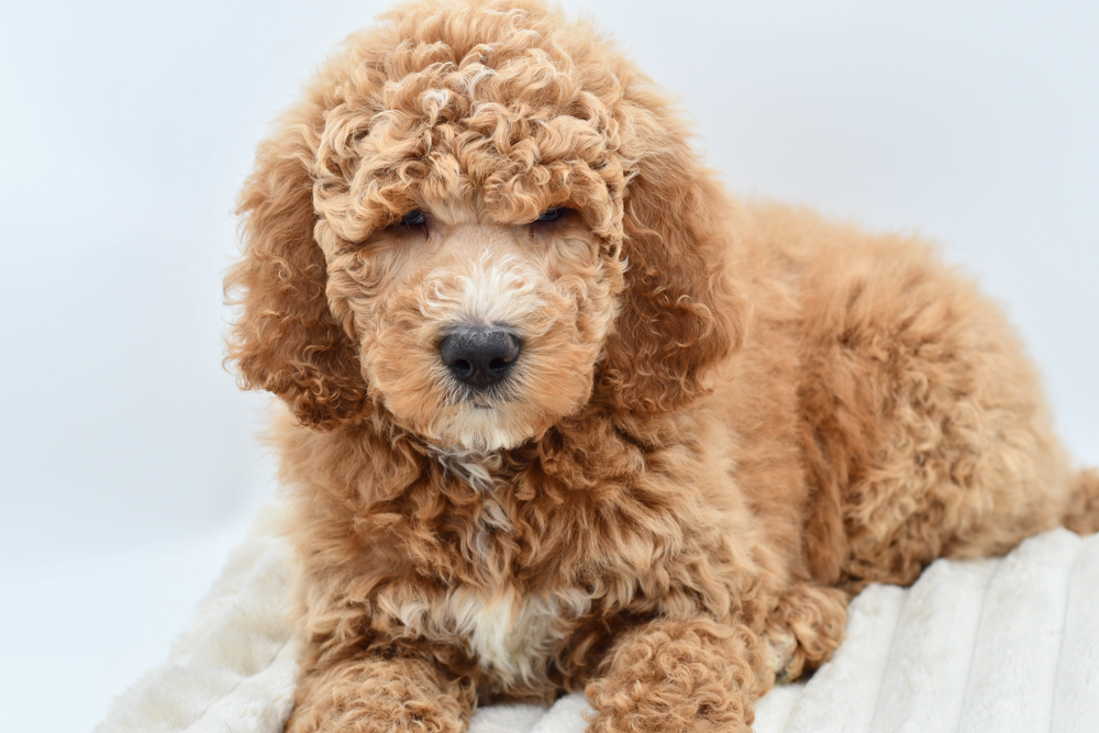 Goldendoodle 2nd Gen (M) 39791