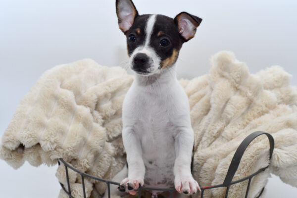 [#2660-01]  - Black / White M Rat Terrier/Chihuahua Puppies for Sale