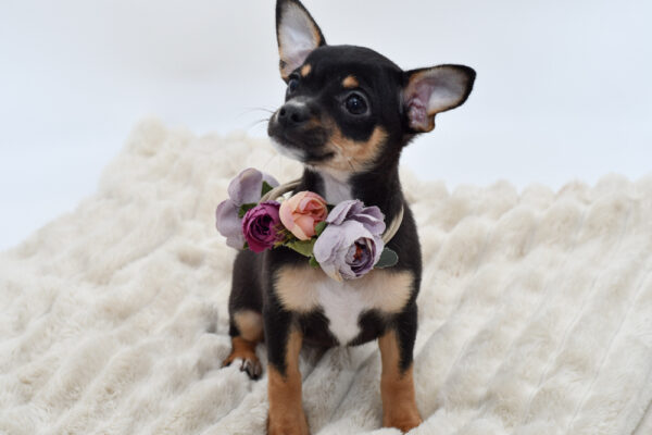 [#2660-04]  - Black / Tan F Rat Terrier/Chihuahua Puppies for Sale
