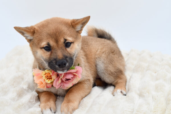 [#253506-03]  - Red Sesame F Shiba Inu Puppies for Sale