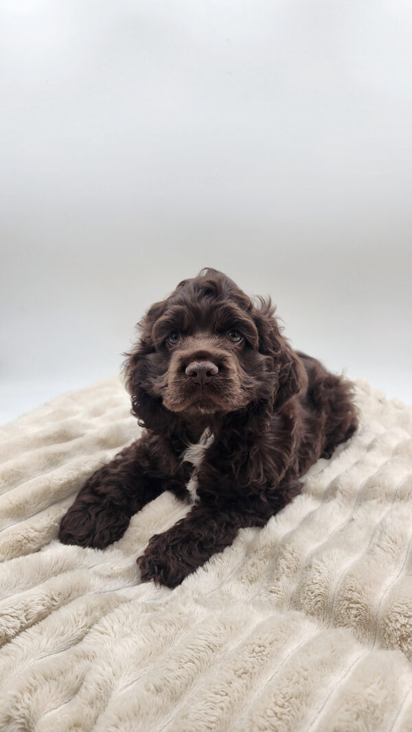 [#26111-03]  - Chocolate M Cocker Spaniel Puppies for Sale