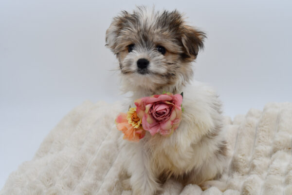 [#26197-03]  - Brown / White M Pomeranian/Maltese Puppies for Sale