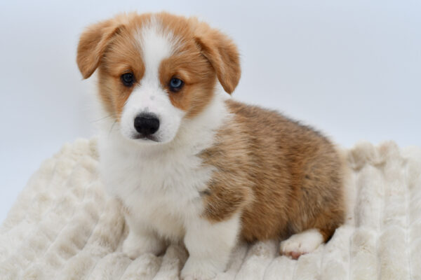 [#26315-01]  - Red / White M Pembroke Welsh Corgi Puppies for Sale