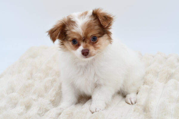 [#26100-01]  - Brown / White M Chihuahua Puppies for Sale