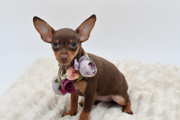 [#2672-03]  - Chocolate F Miniature Pinscher Puppies for Sale
