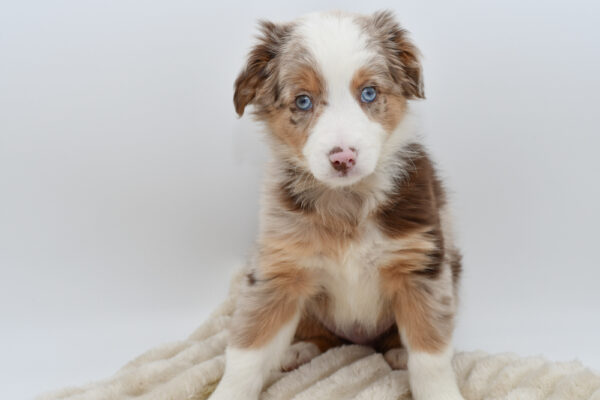 [#26274-03]  - Red Merle M Miniature Australian Shepherd Puppies for Sale
