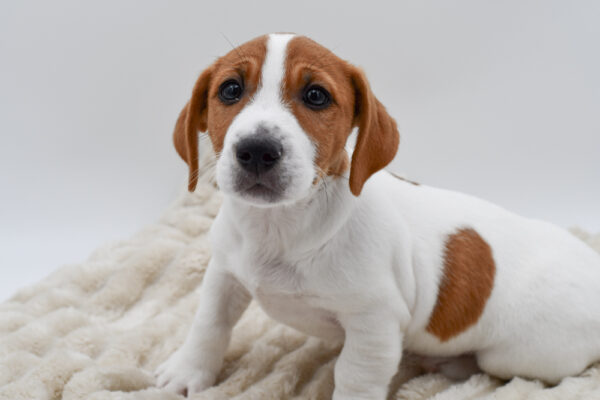 [#264-06]  - White / Tan M Jack Russell Terrier Puppies for Sale