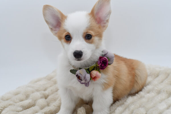 [#2664-04]  - Red / White F Pembroke Welsh Corgi Puppies for Sale