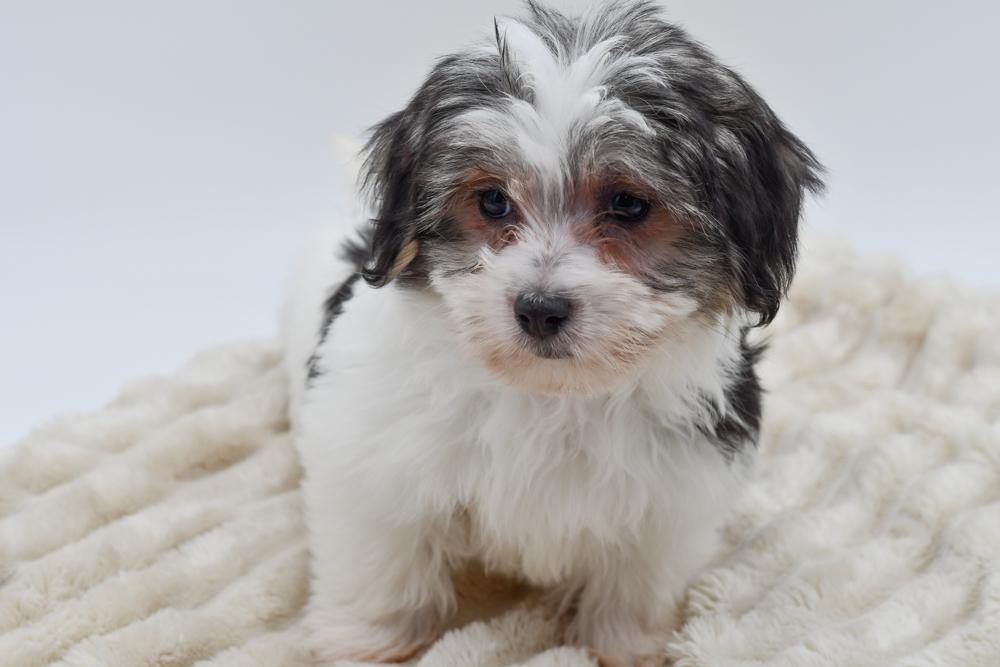Coton de Tulear (M) 39819