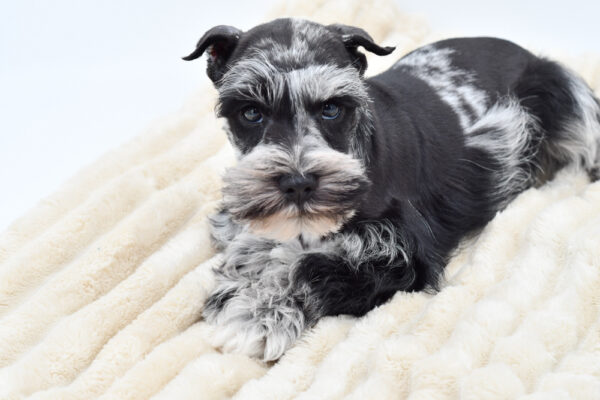 [#2622-02]  - Blue Merle M Miniature Schnauzer Puppies for Sale