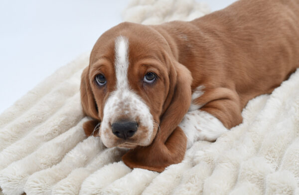 [#2621-02]  - Red / White M Basset Hound Puppies for Sale