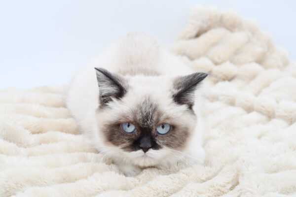 [#255-01]  - Seal M British Shorthair Kittens for Sale
