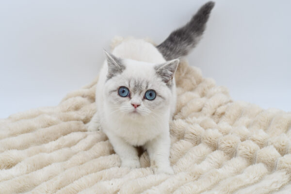 [#256-03]  - White F British Shorthair Kittens for Sale
