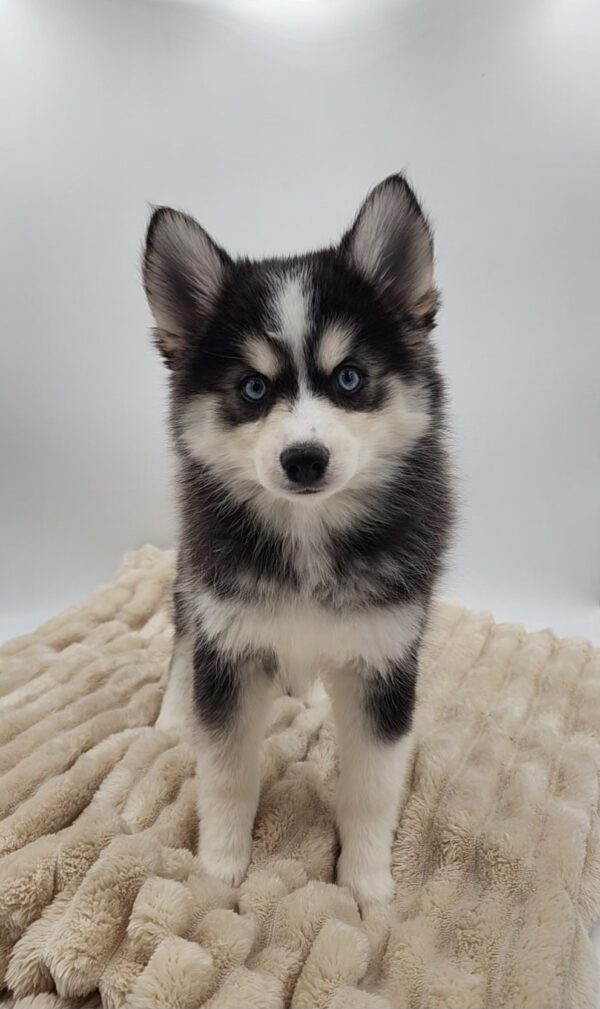 [#253702-07]  - Gray / White F Pomsky Puppies for Sale