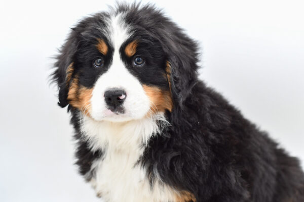 [#253744-01]  - Black Rust / White M Bernese Mountain Dog Puppies for Sale