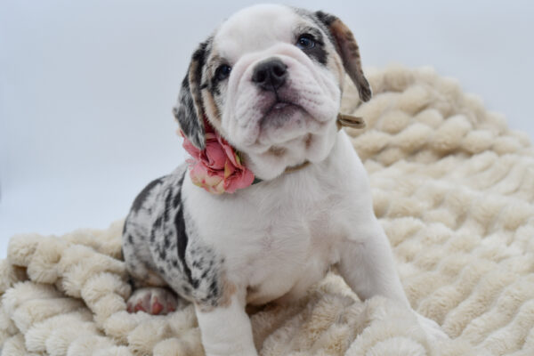 [#26140-05]  - Blue Merle / White F Beabull 2nd Gen Puppies for Sale