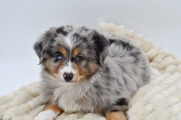 [#26170-05]  - Blue Merle M Miniature Australian Shepherd Puppies for Sale