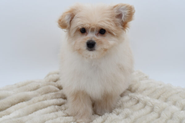 [#2626-02]  - Sable M PomAPoo Puppies for Sale