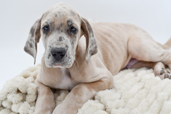 [#26322-05]  - Platinum M Great Dane Puppies for Sale