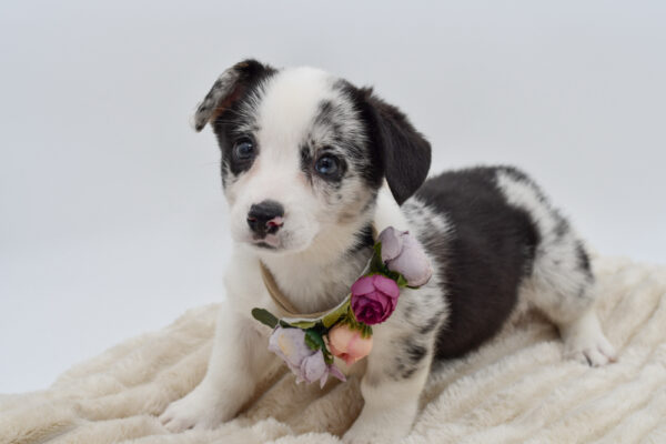 [#26360-06]  - Blue Merle F Cardigan Welsh Corgi Puppies for Sale