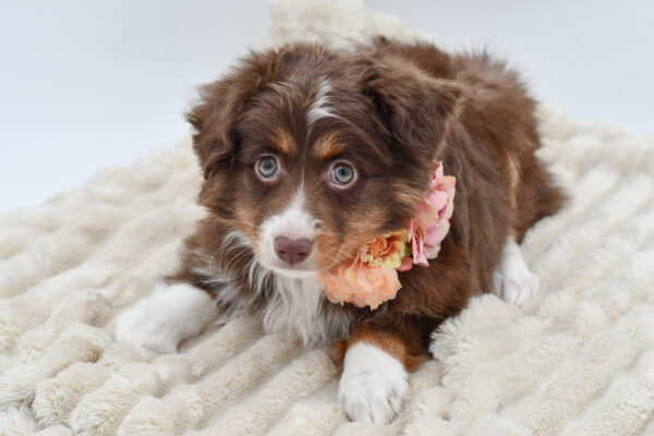 [#26367-03]  - Red Tan / White F Toy Australian Shepherd Puppies for Sale