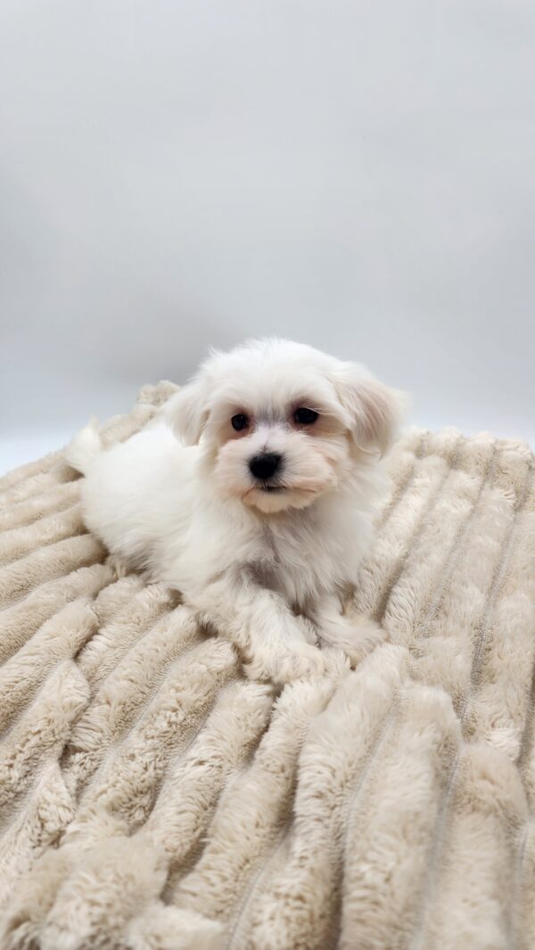 [#2645-05]  - White F Cotonese Puppies for Sale