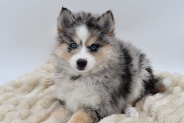 [#2649-01]  - Blue Merle M Pomsky 2nd Gen Puppies for Sale