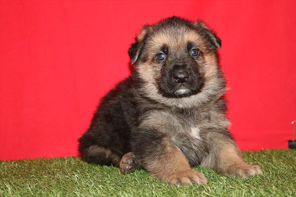 [#2625-01]  - Black / Tan M German Shepherd Dog Puppies for Sale