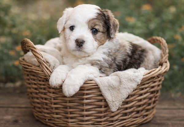 [#26173-01]  - Blue Merle / White M Aussiedoodle Puppies for Sale