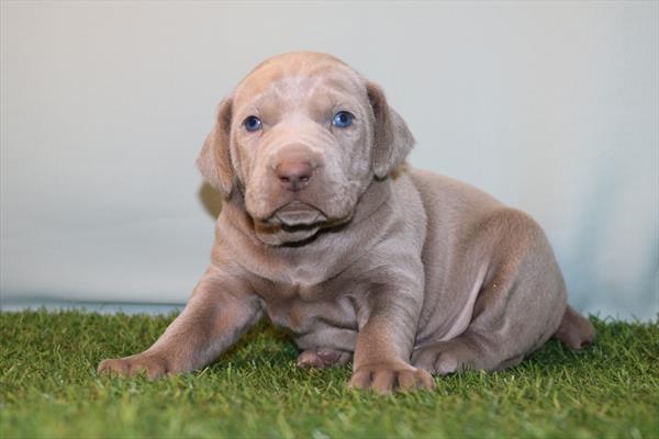 [#2628-01]  - Silver M Weimaraner Puppies for Sale