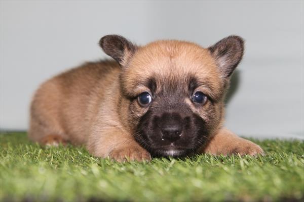 [#26224-04]  - Tan M Froggie Puppies for Sale