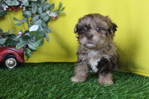 [#26251-03]  - Chocolate Merle F ShizaPoo Puppies for Sale