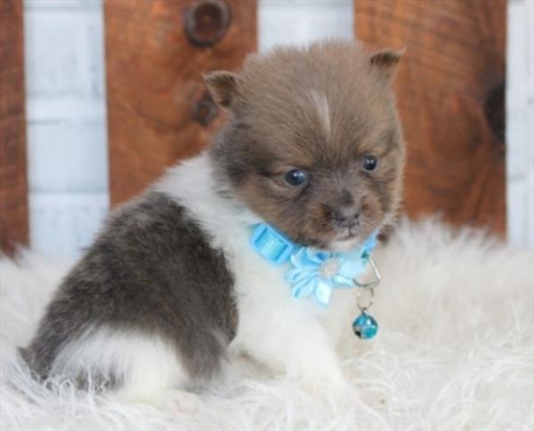 [#26330-02]  - Tri-Colored M Pomeranian Puppies for Sale
