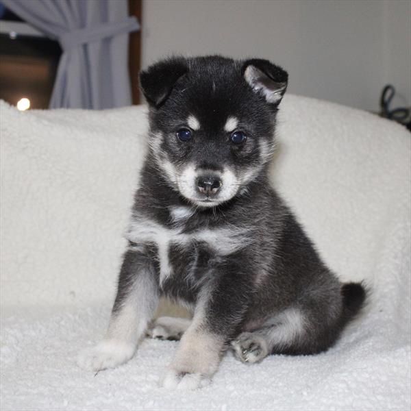 [#26263-02]  - Blue / White M Alaskan Klee Kai Puppies for Sale