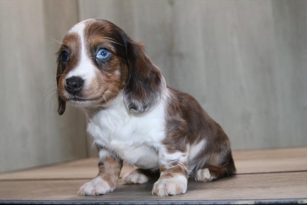 [#26354-01]  - Blue Dapple / Tan M Dachshund Puppies for Sale