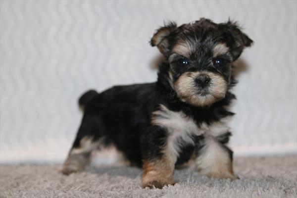 [#26341-02]  - Black / Tan F Morkie Puppies for Sale