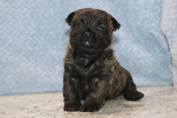 [#26380-04]  - Black Brindle F Cairn Terrier Puppies for Sale