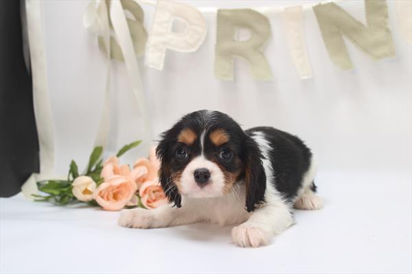 [#26320-02]  - Tri-Colored M Cavalier King Charles Spaniel Puppies for Sale