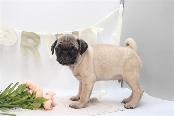 [#26406-03]  - Fawn M Pug Puppies for Sale