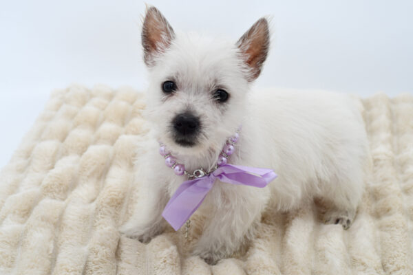 [#26390-05]  - White F West Highland White Terrier Puppies for Sale